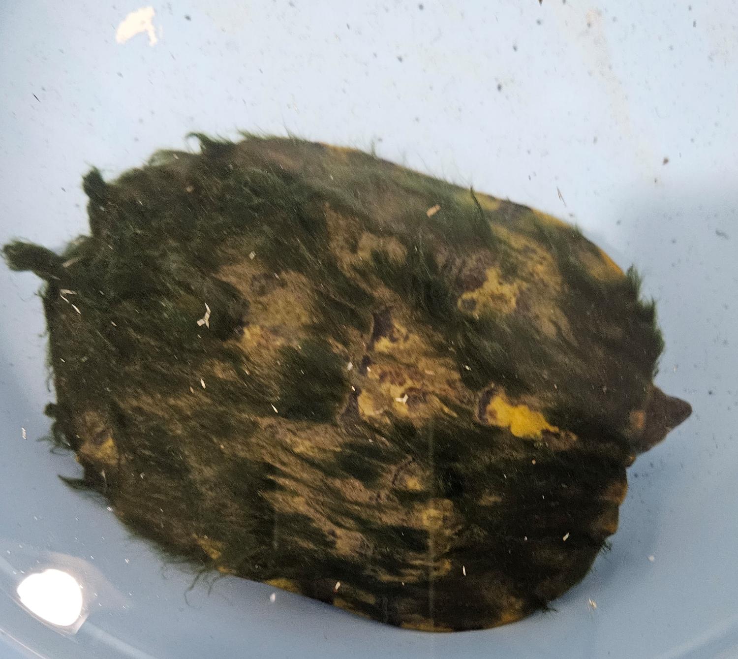 대구유기동물보호센터_427342202300420