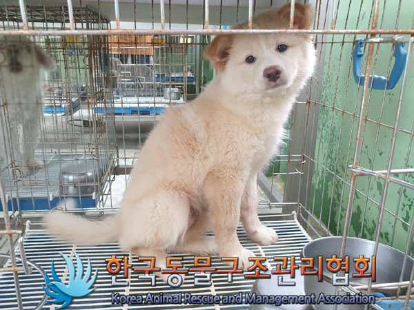 한국동물구조관리협회_441409202301072