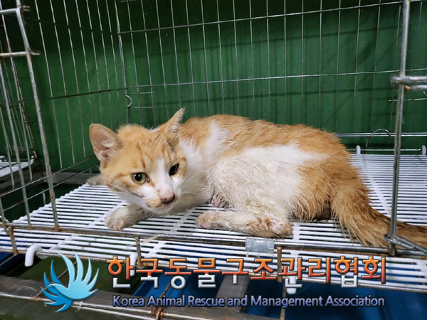 한국동물구조관리협회_441409202301076