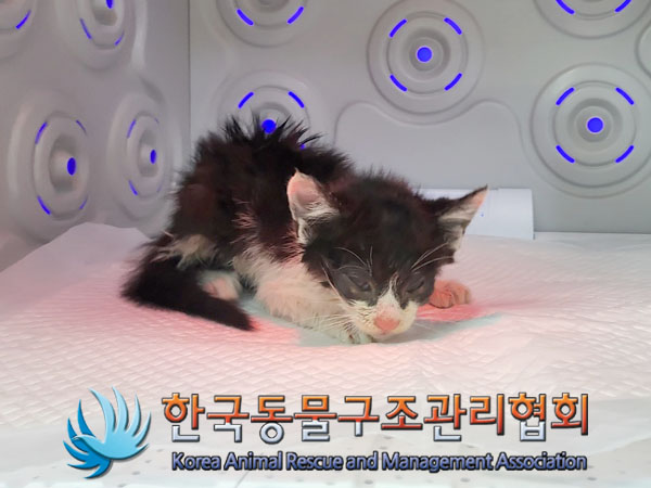 한국동물구조관리협회_411304202300444