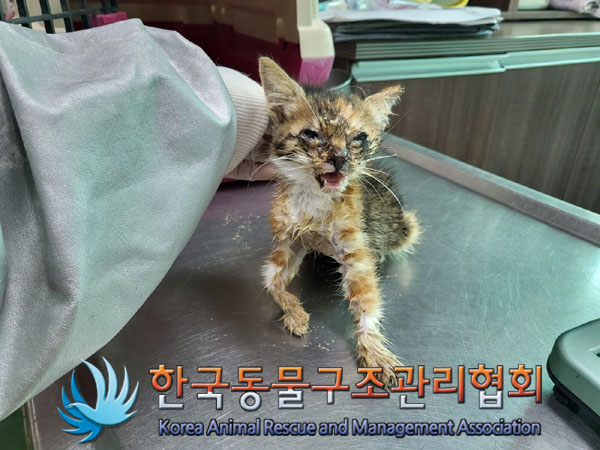 한국동물구조관리협회_411300202300286