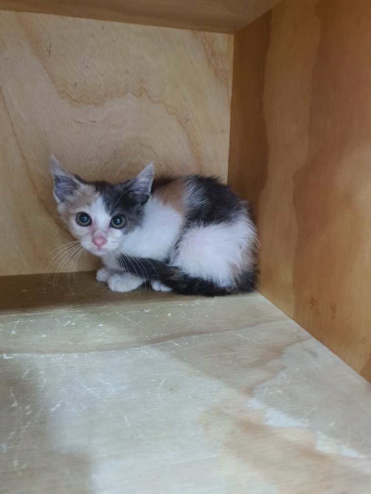 대구시수의사회(동산)_427341202300279