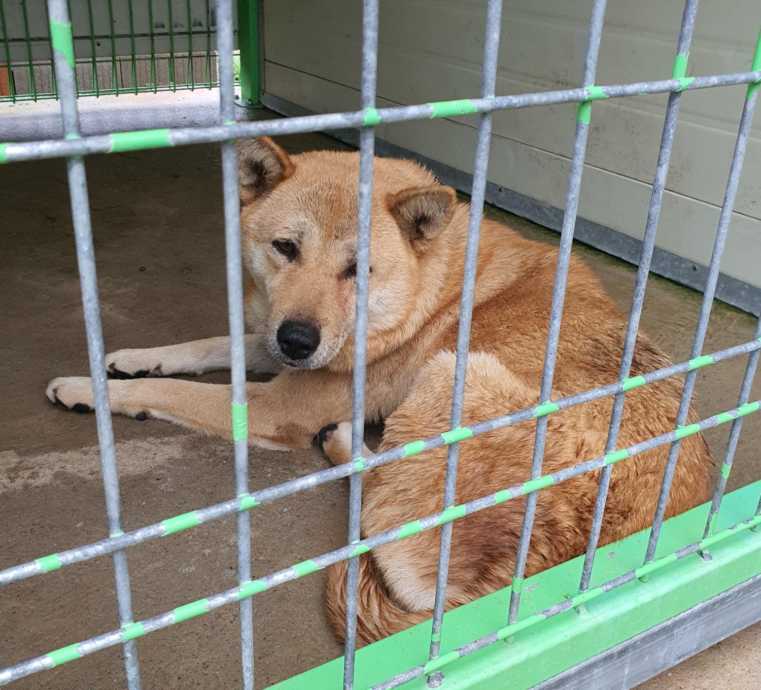 진도군임시보호소_446500202300255