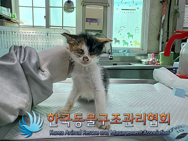 한국동물구조관리협회_441409202301079