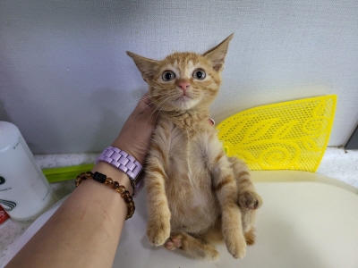 누리동물병원_426330202300248