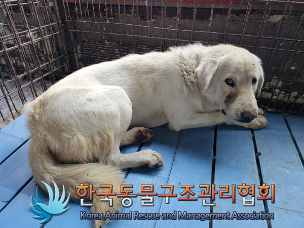 한국동물구조관리협회_441409202301074