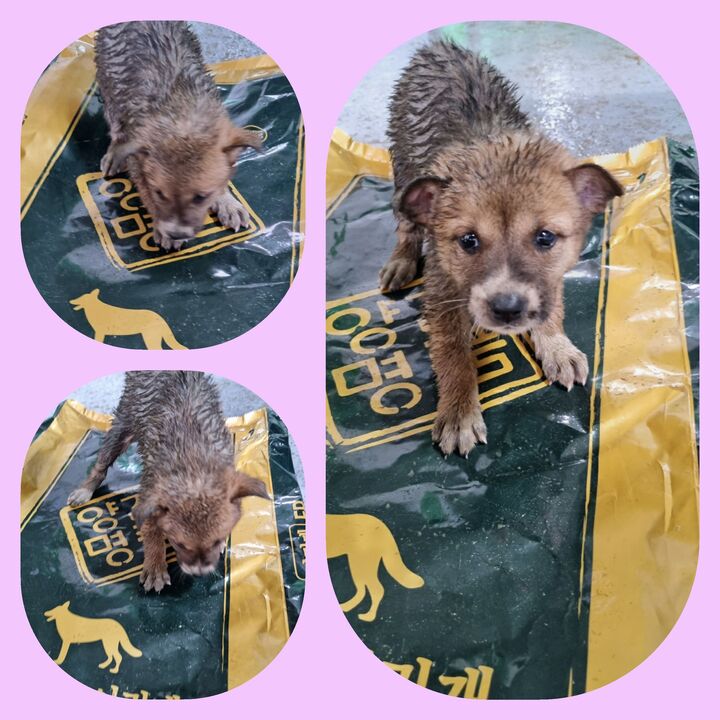부안군 동물보호센터_445479202300517