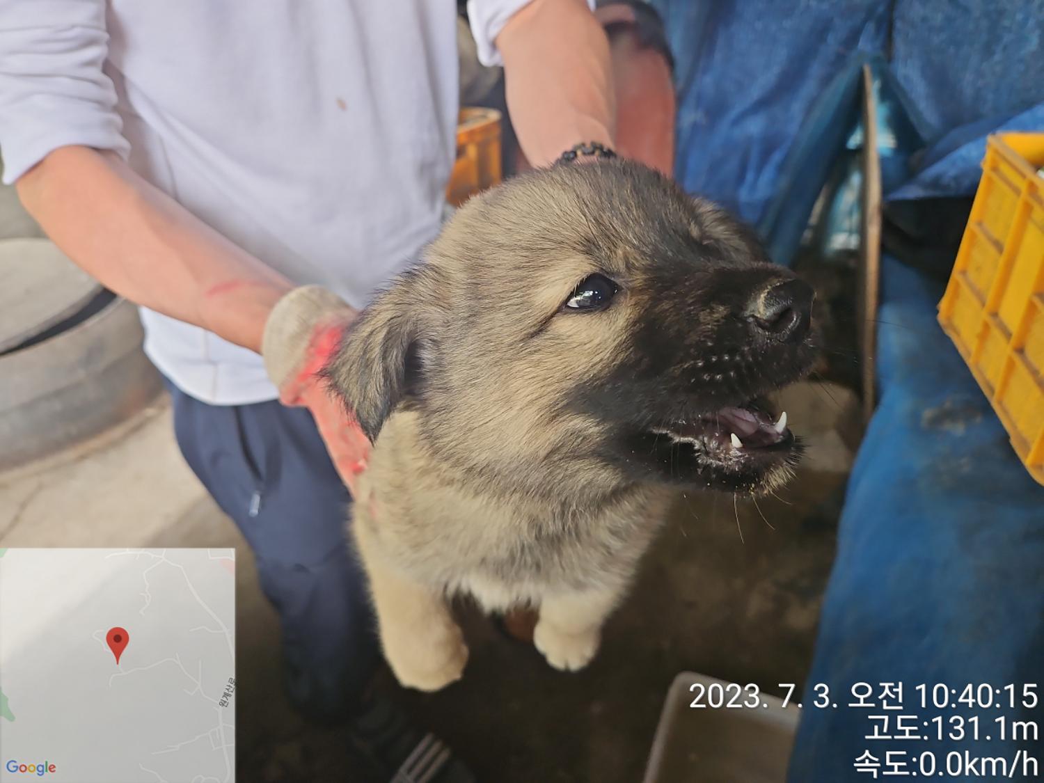 대전동물보호센터_430367202300395