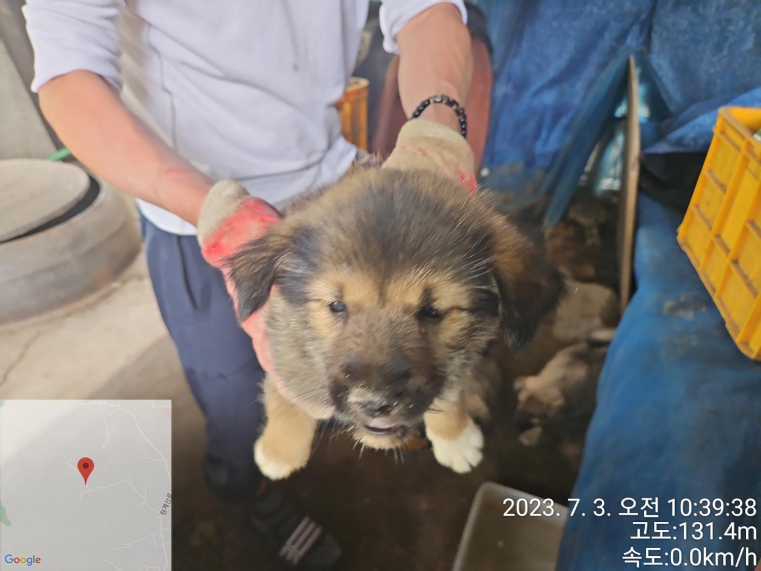 대전동물보호센터_430367202300394