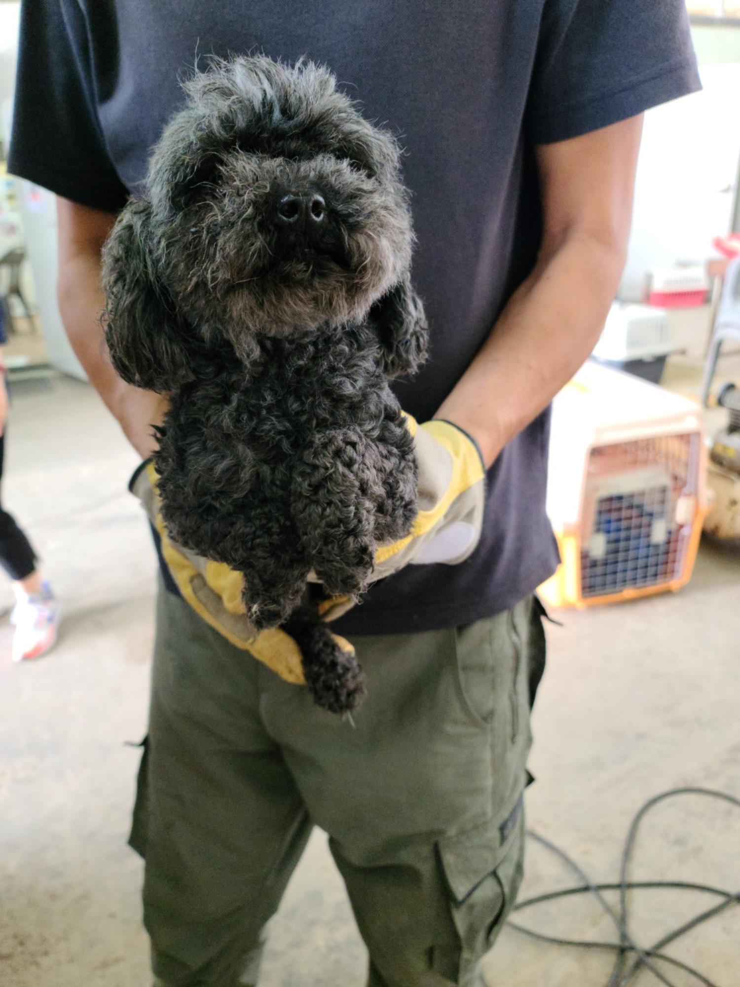 평택시유기동물보호소_441391202301648