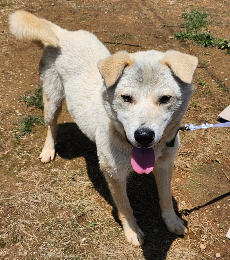 제천시 동물보호센터_443440202300239