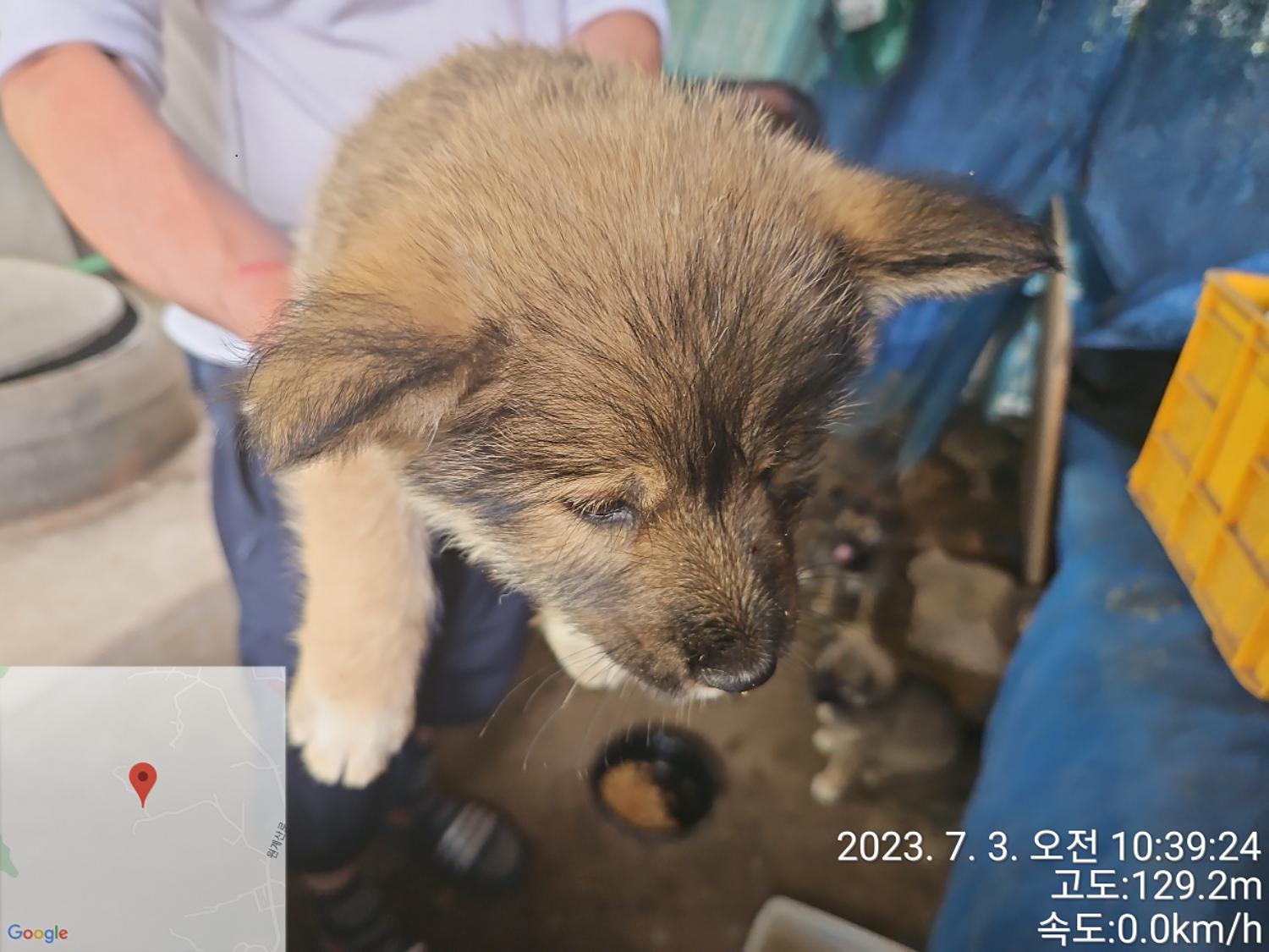 대전동물보호센터_430367202300393