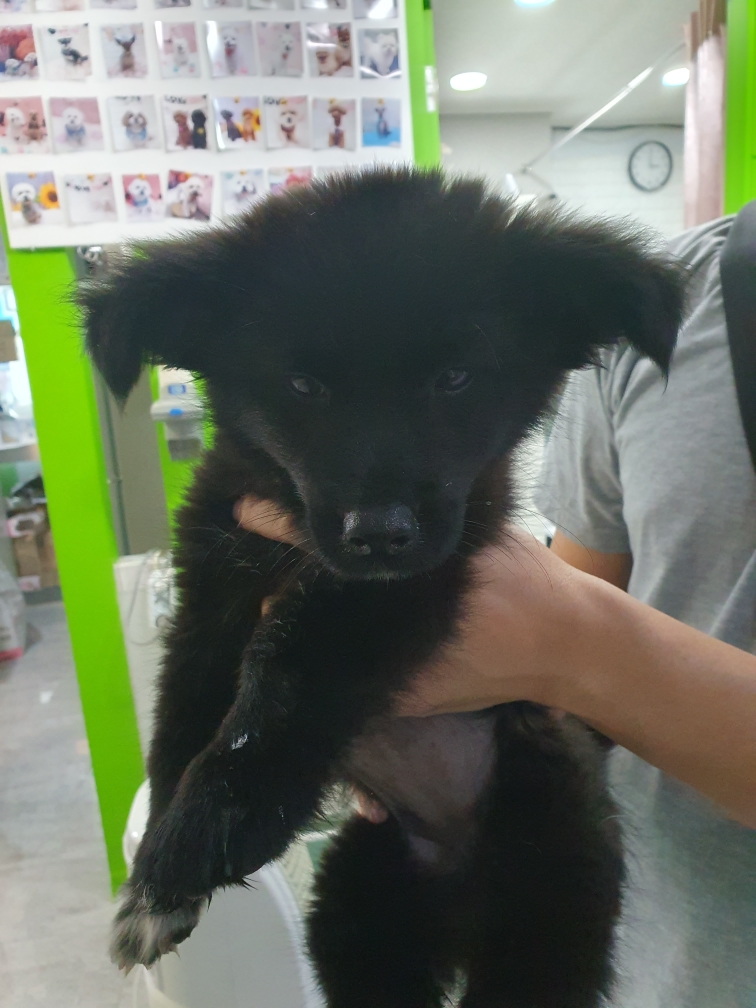 펫앤쉘터동물병원_441378202301164