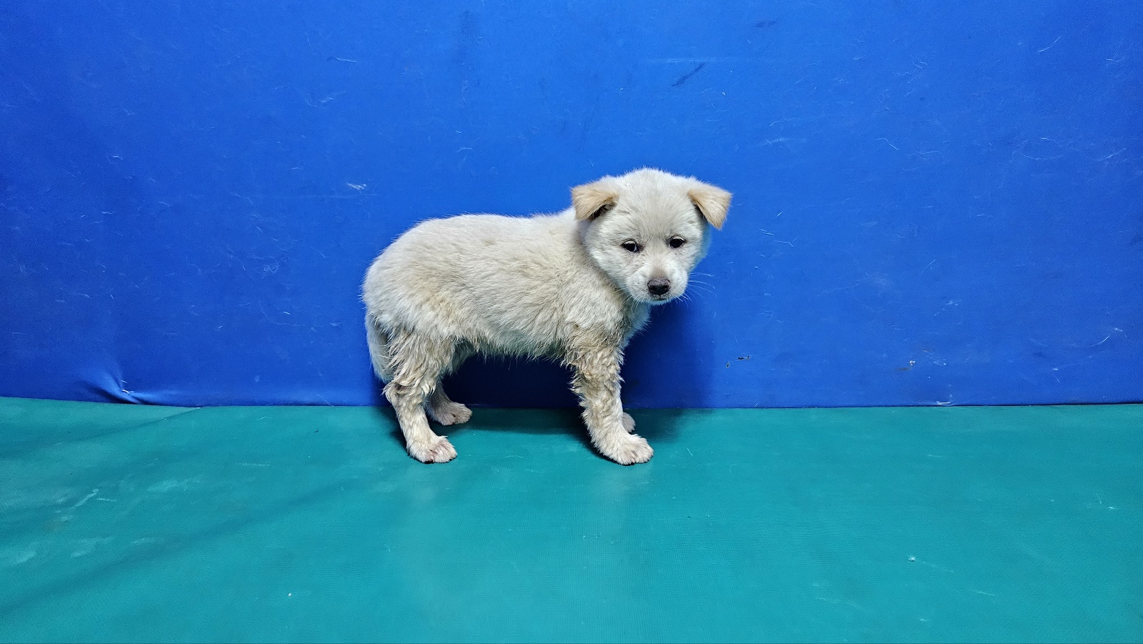 경산시유기동물보호소_447513202300879