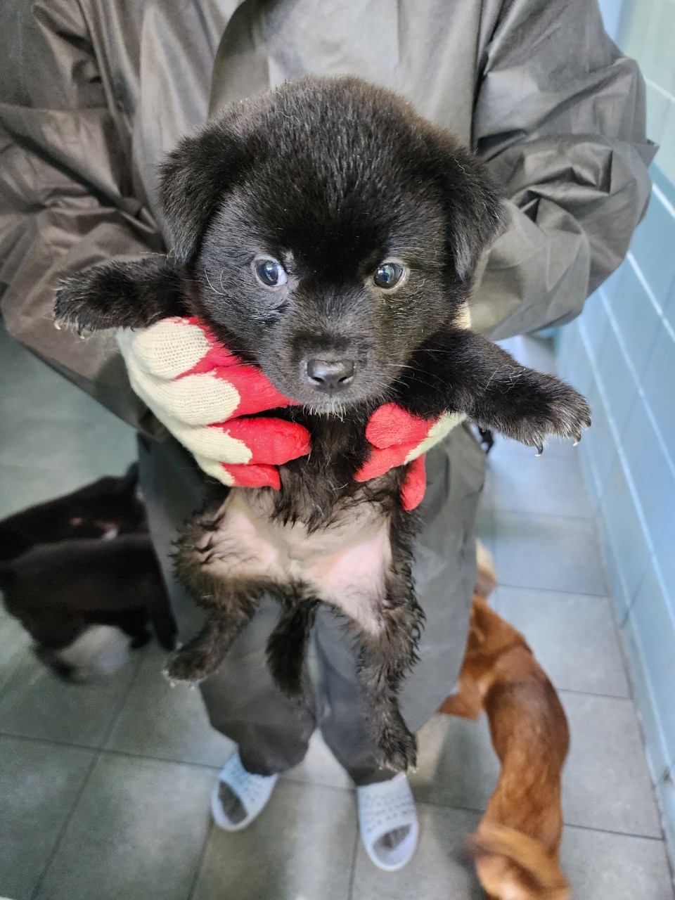 양평군유기동물보호소_441417202300642