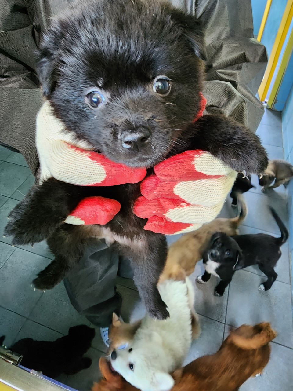 양평군유기동물보호소_441417202300641