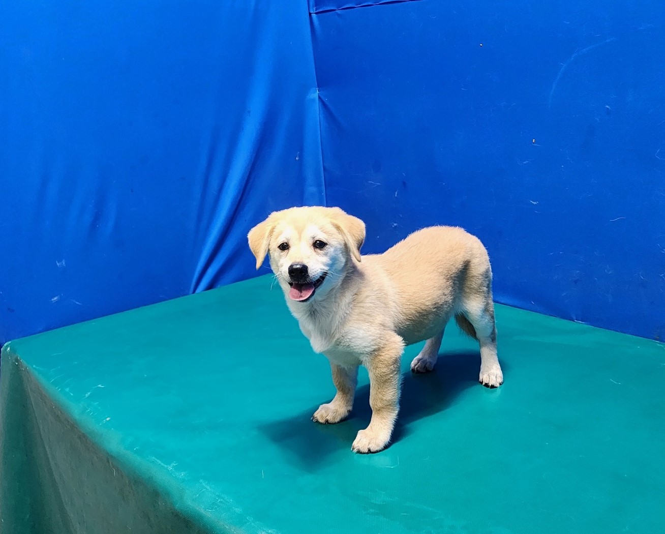 경산시유기동물보호소_447513202300882