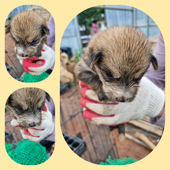 부안군 동물보호센터_445479202300523