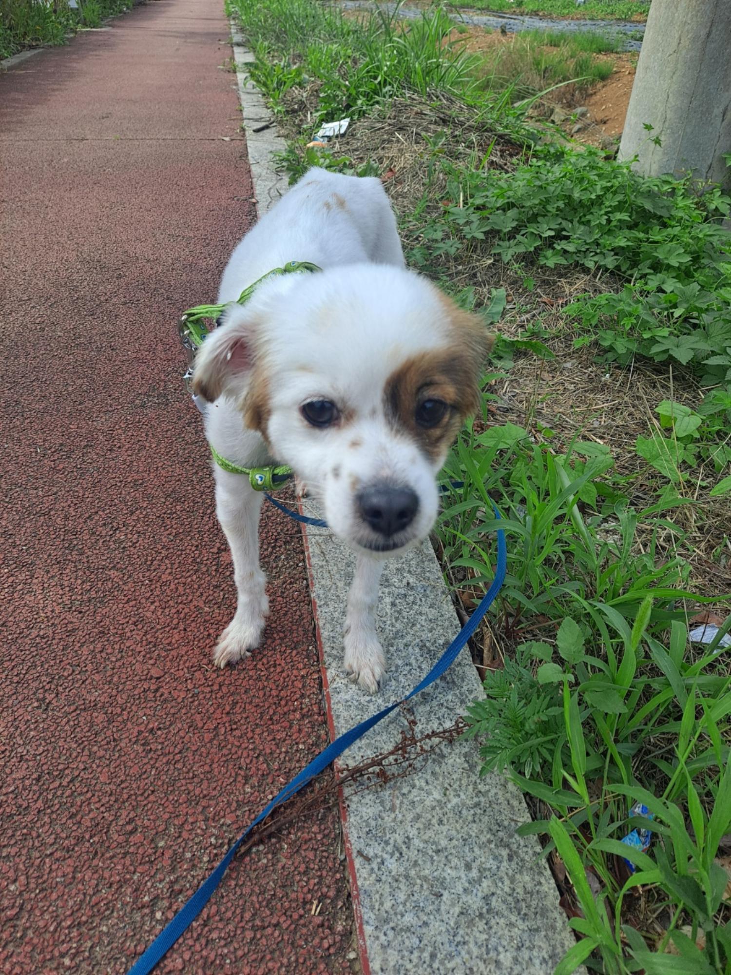 거제시유기동물보호소_448537202300740