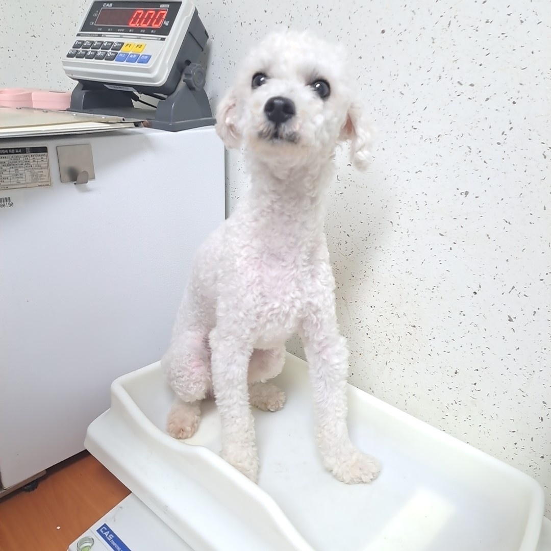 수원시 동물보호센터_441374202300682