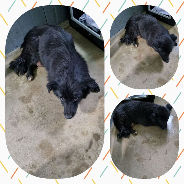 부안군 동물보호센터_445479202300519