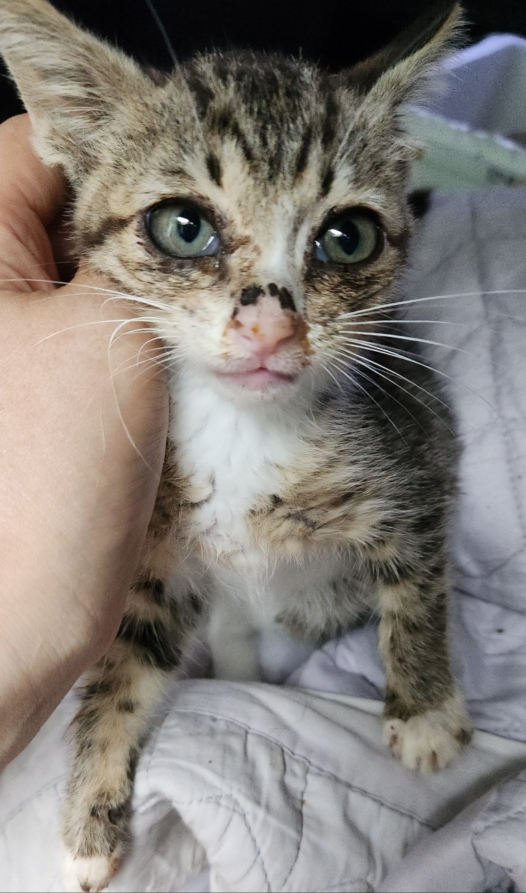거제시유기동물보호소_448537202300739