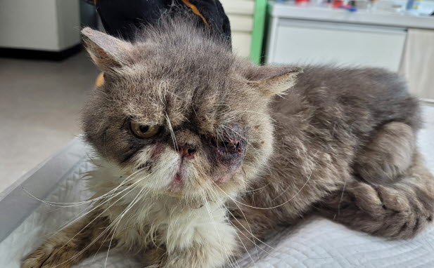 논산시 동물보호센터_444454202300574