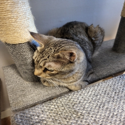 누리동물병원_426333202300473