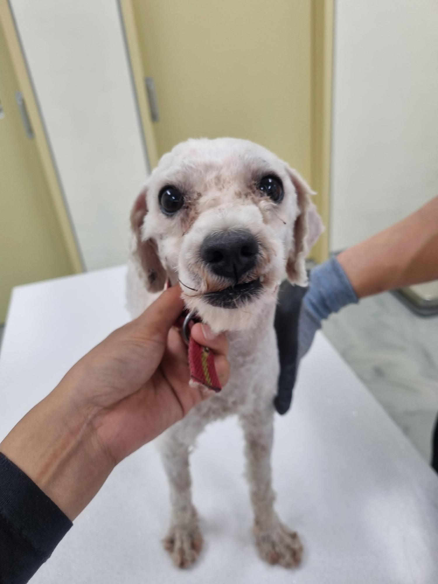 아산동물복지지원센터_444452202301434