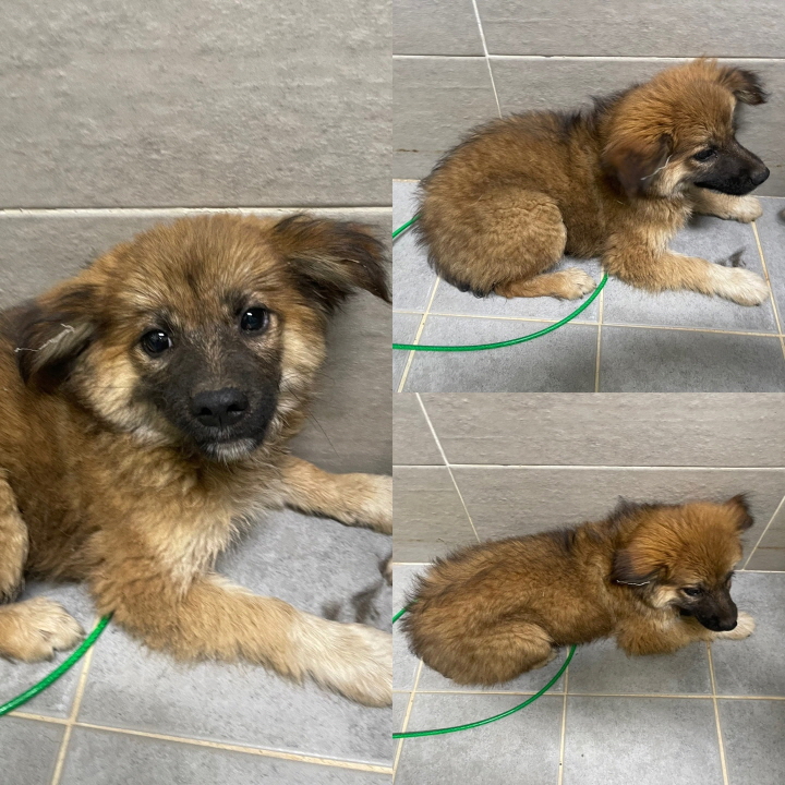당진시동물보호소_444568202300565