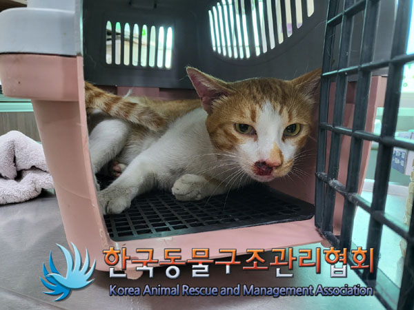 한국동물구조관리협회_411303202300310