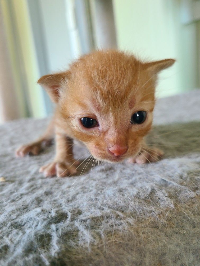 거창유기동물보호센터_448547202300719