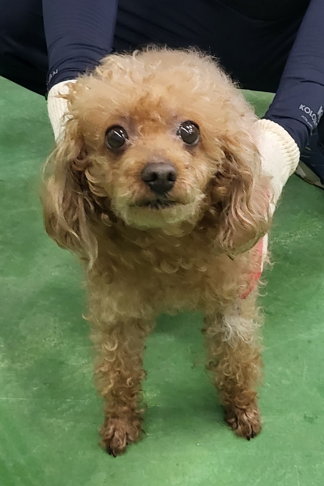 제천시 동물보호센터_443440202300243