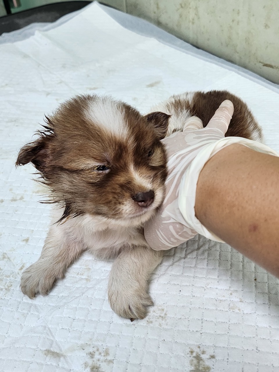 영주시 동물보호센터_447509202300134