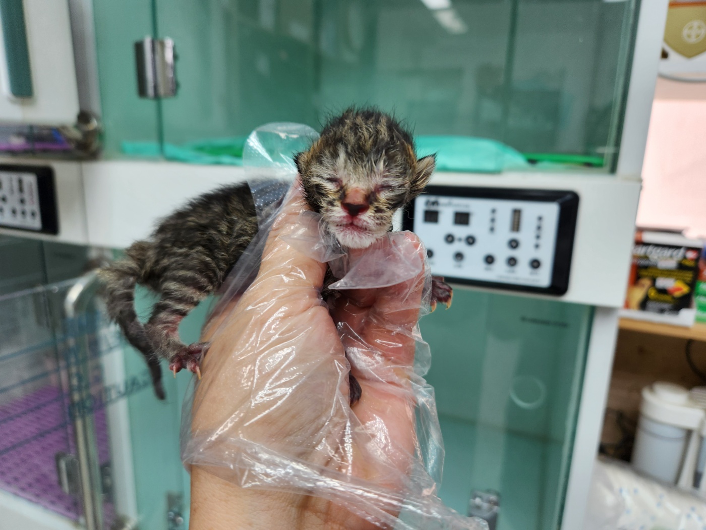 광주TNR동물병원송정_441554202301128