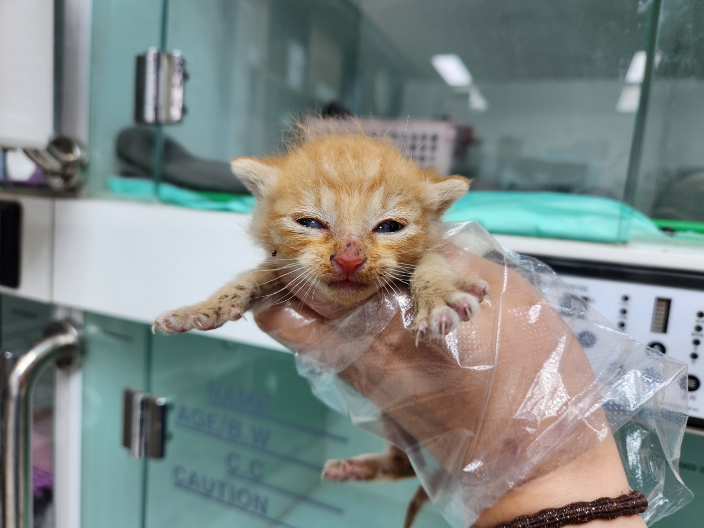 광주TNR동물병원송정_441554202301126