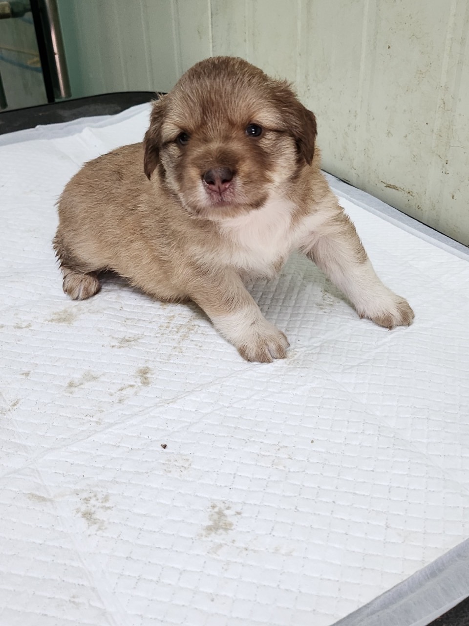 영주시 동물보호센터_447509202300135