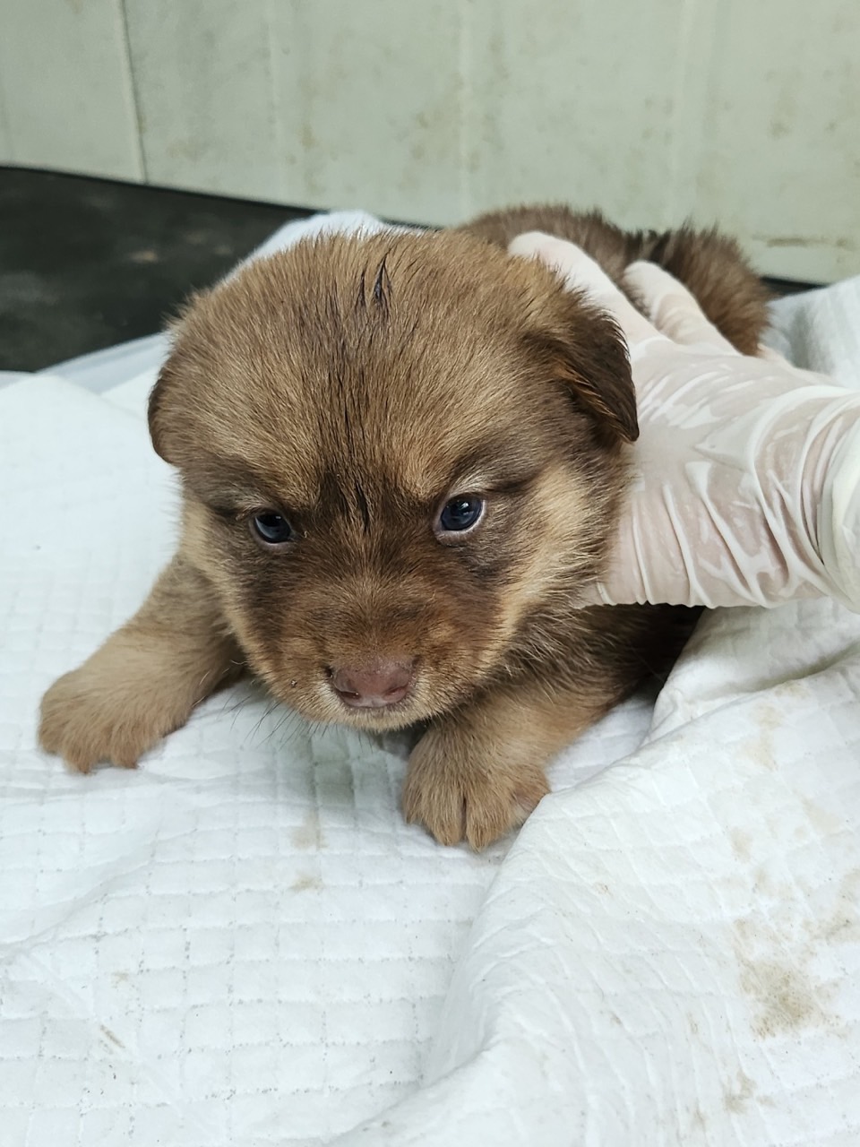 영주시 동물보호센터_447509202300133