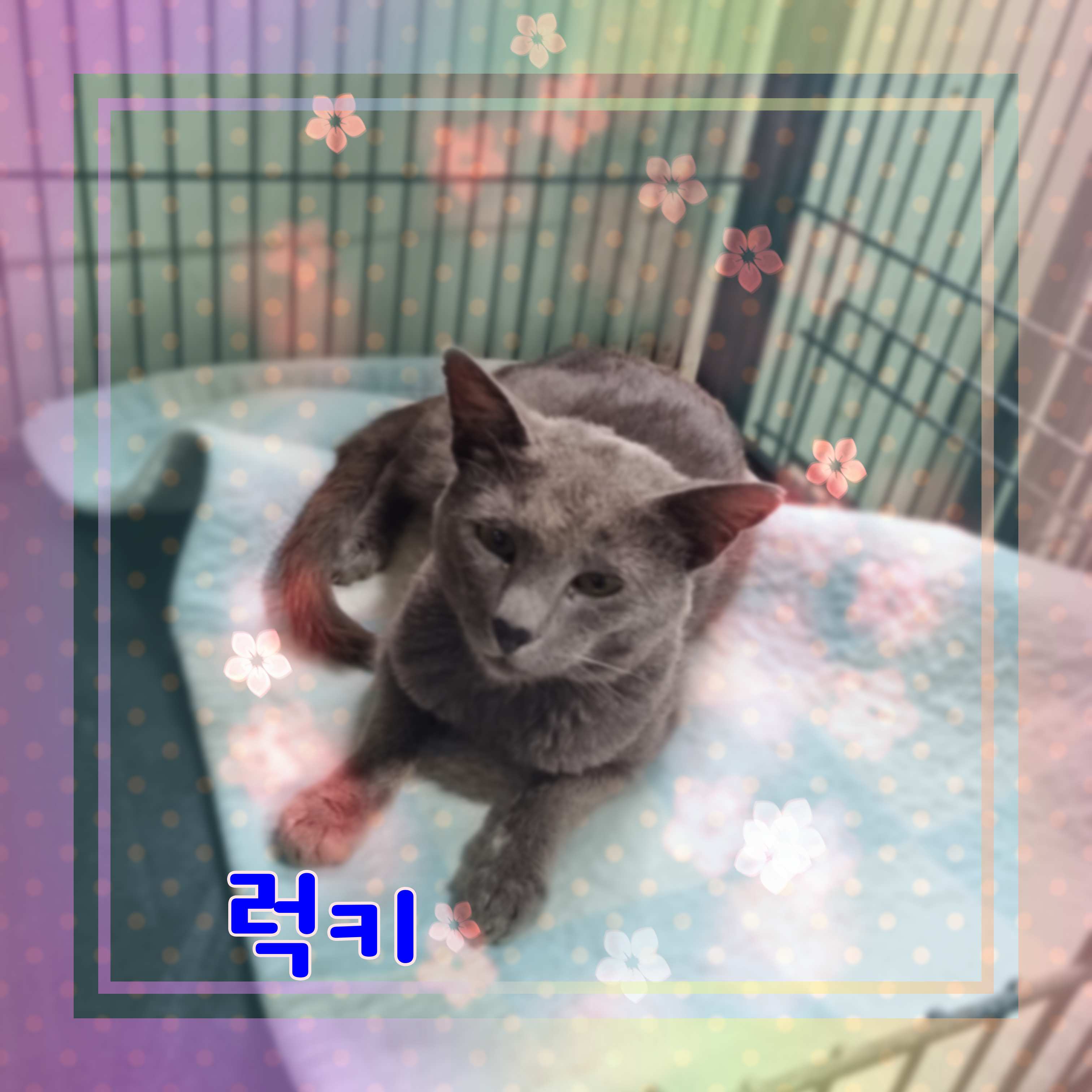 군산유기동물보호센터_445467202301204