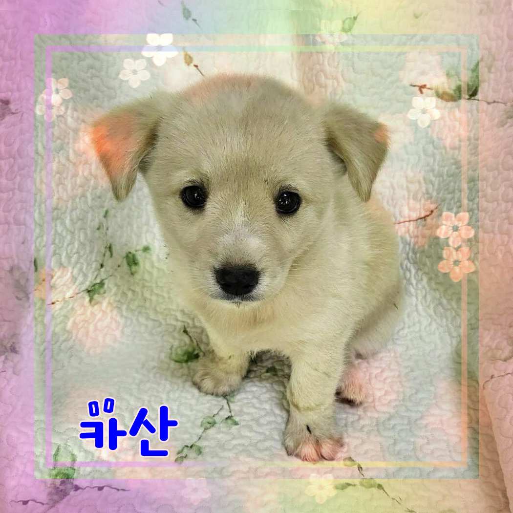 군산유기동물보호센터_445467202301207