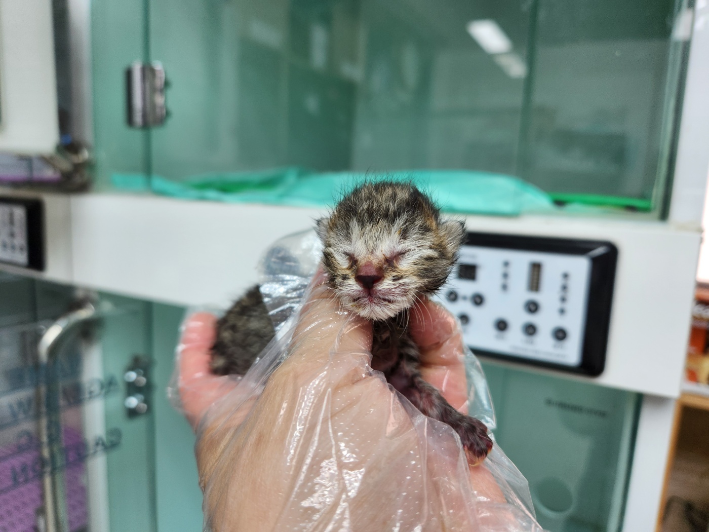 광주TNR동물병원송정_441554202301129