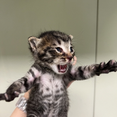 누리동물병원_426333202300481