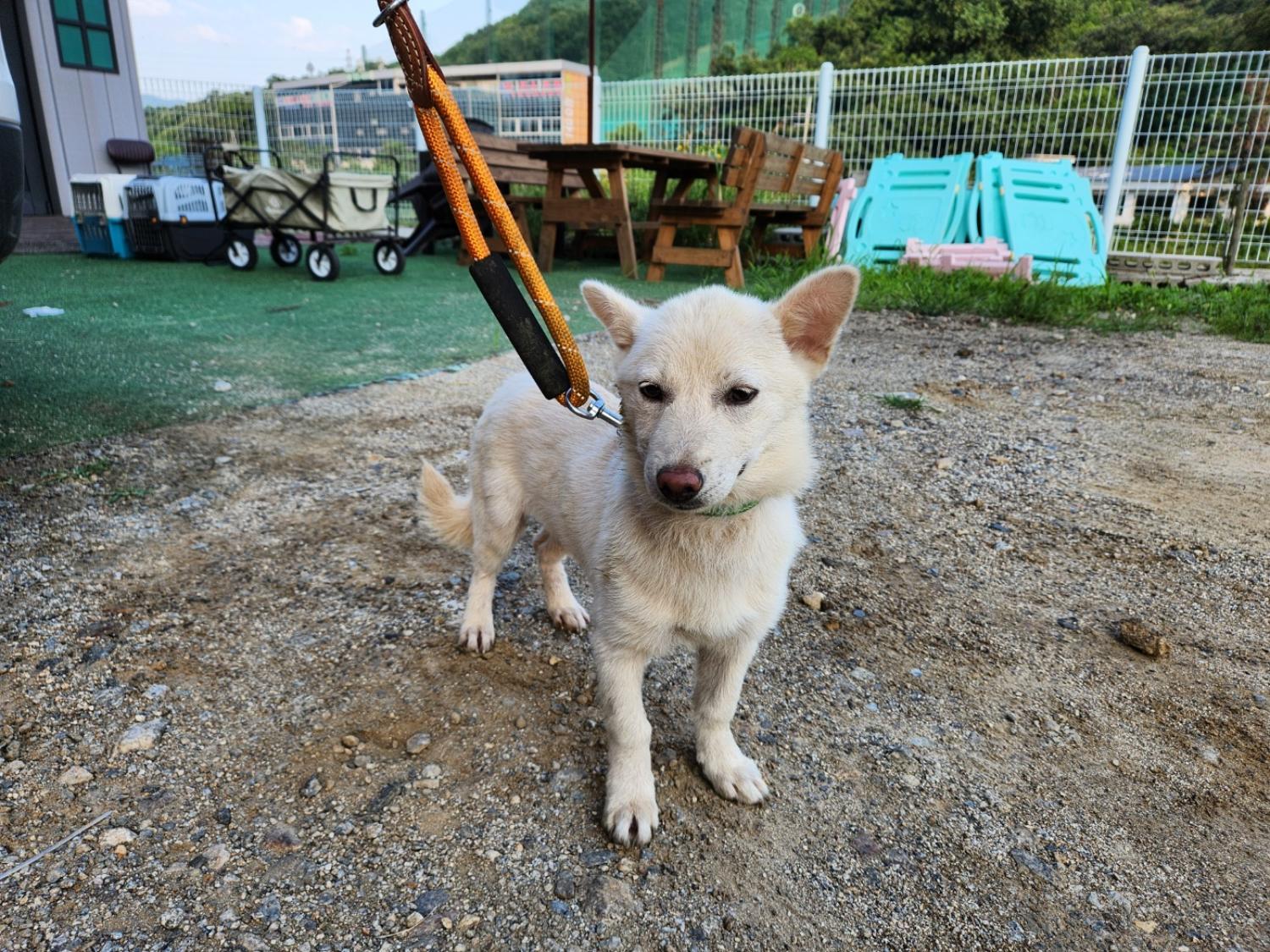 광주TNR동물병원송정_441554202301138