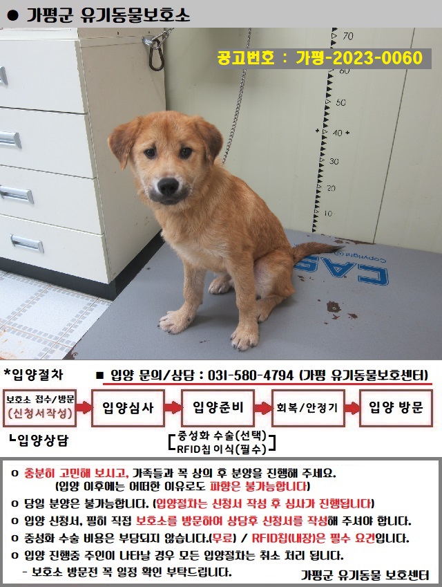 가평군유기동물보호소_441416202300284