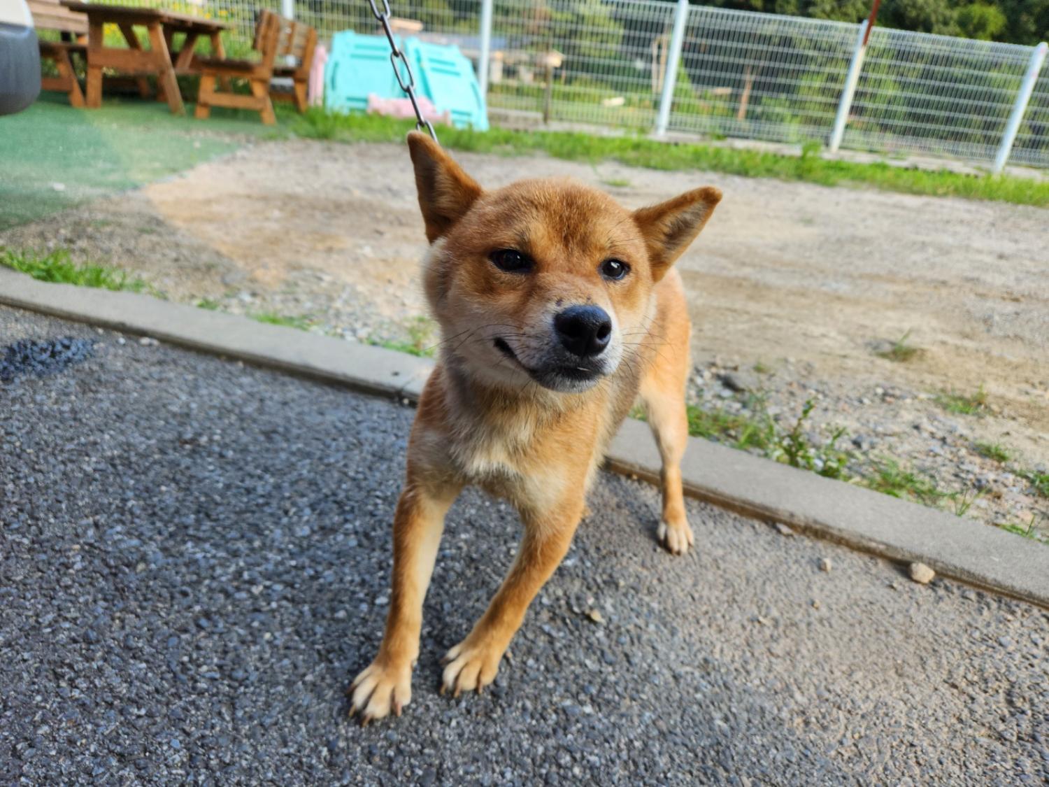 광주TNR동물병원송정_441554202301139