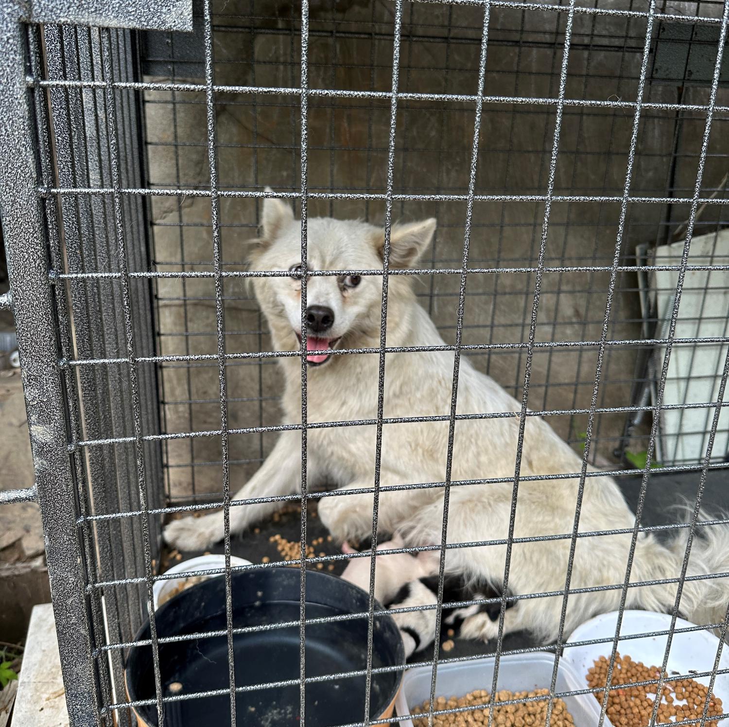 완주군유기동물보호소_445472202300199