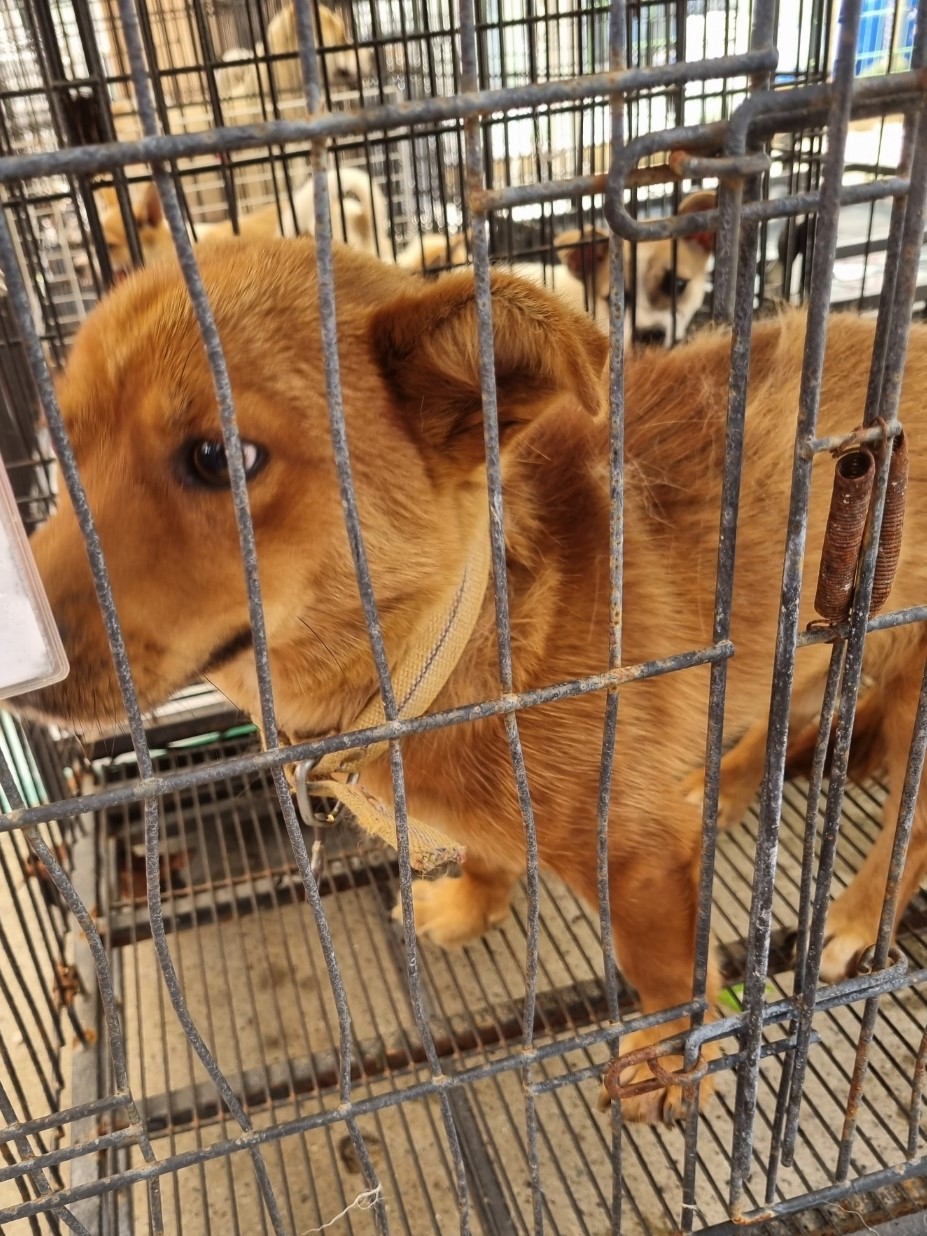 밀양시동물보호센터_448536202301506