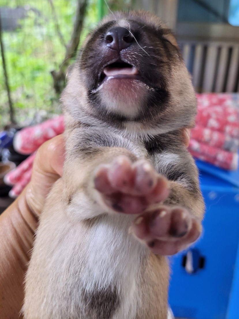밀양시동물보호센터_448536202301502