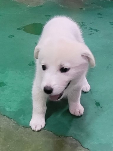밀양시동물보호센터_448536202301524