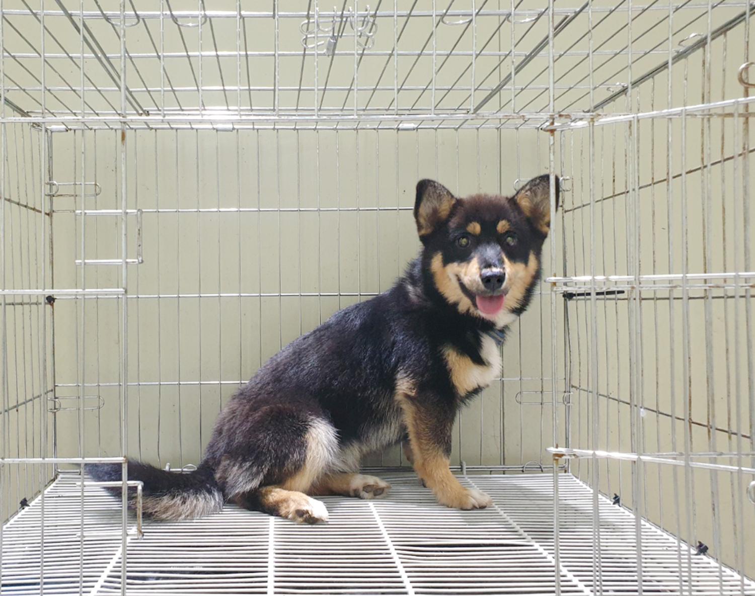 위더스 동물보호센터_441570202300487